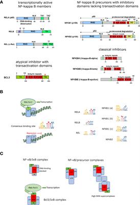 NF-κB in monocytes and macrophages – an inflammatory master regulator in multitalented immune cells